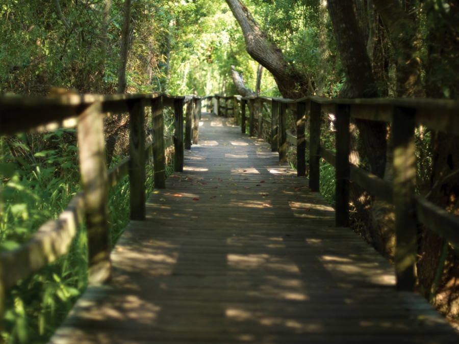 Boardwalk leading through the forest 