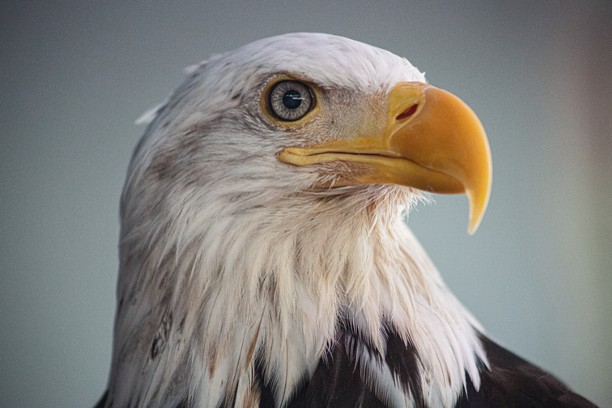 Eagle
