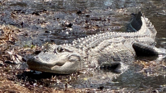 alligator.JPG
