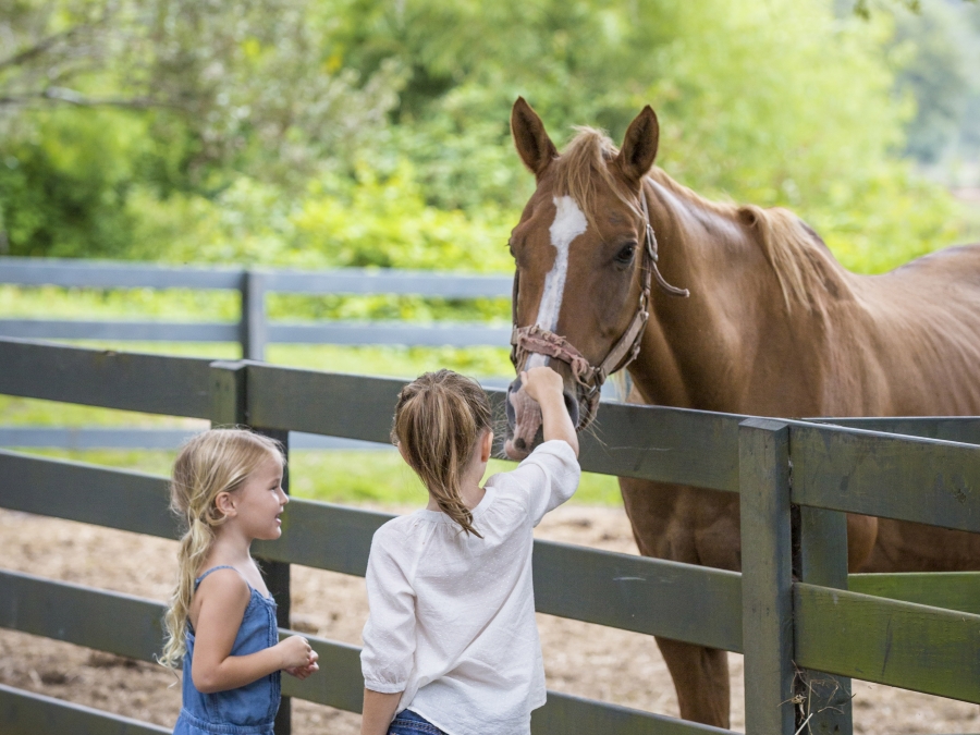 Kids petting a horse at lawton stables
