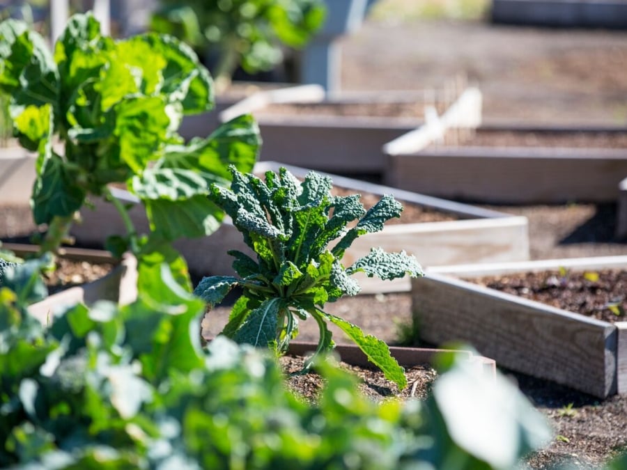 Close-up view of leafy green vegetables growing in raised wooden garden beds. Sunlight illuminates the vibrant plants, with several garden boxes visible in the background and a shallow depth of field creating a soft, blurred effect around the edges.