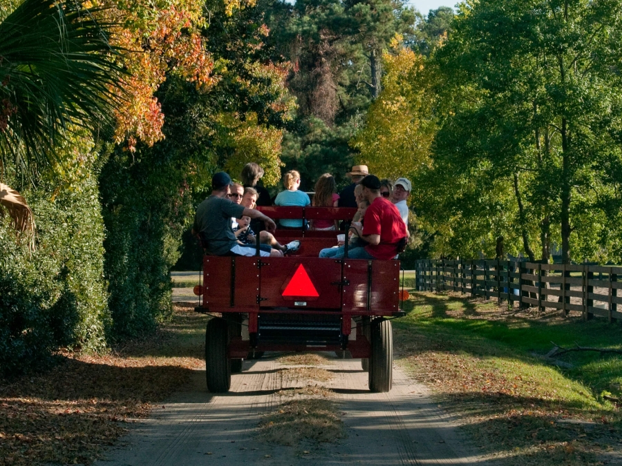 People riding a wagon through the forest 