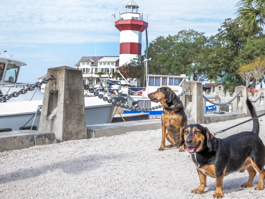hounds-on-the-harbour-2