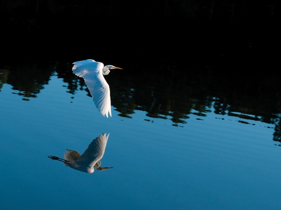 Bird flying over water