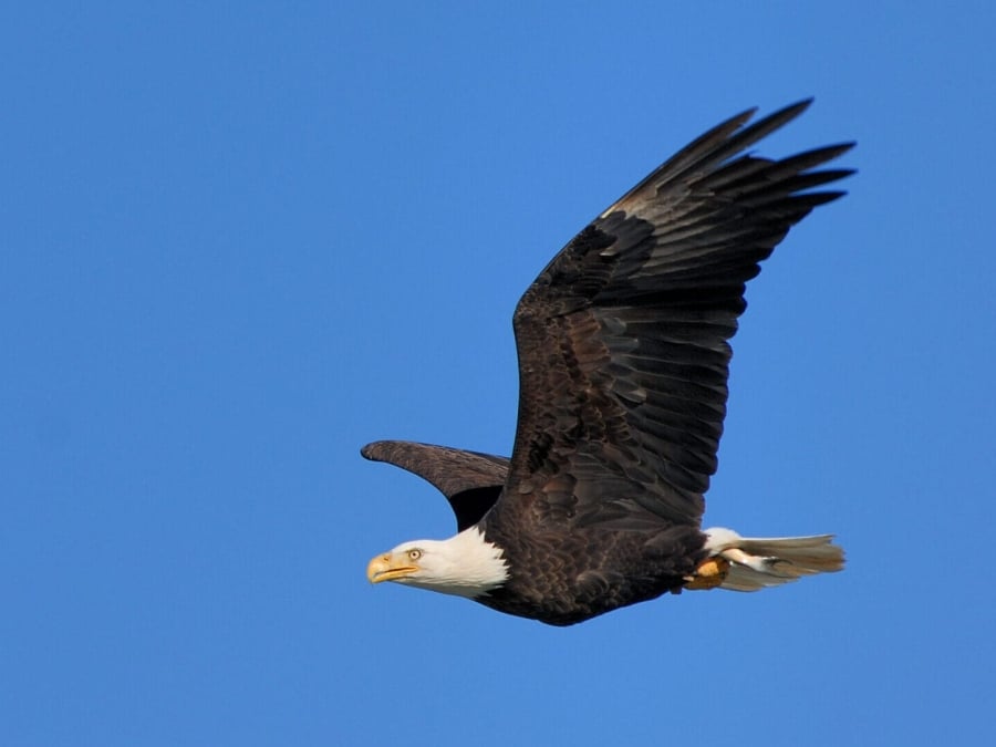 bald-eagle