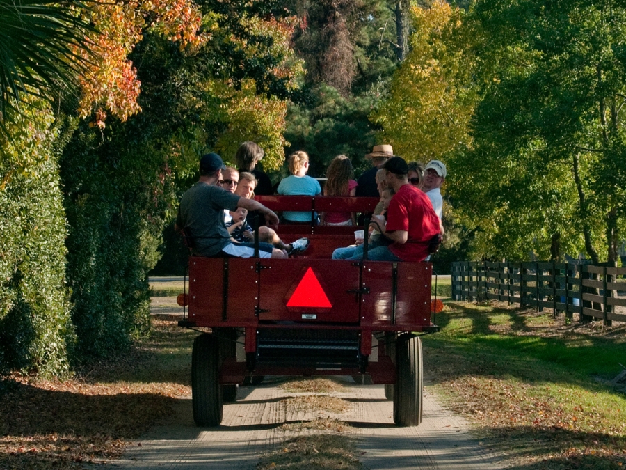 A wagon driving through the Sea Pines Forest Preserve in the fall. 