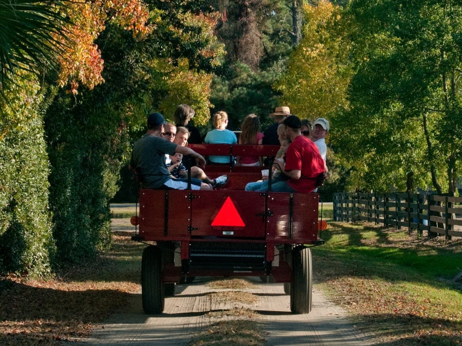 A wagon driving through the Sea Pines Forest Preserve in the fall.
