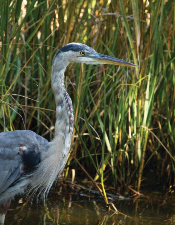 Bird in the marsh 