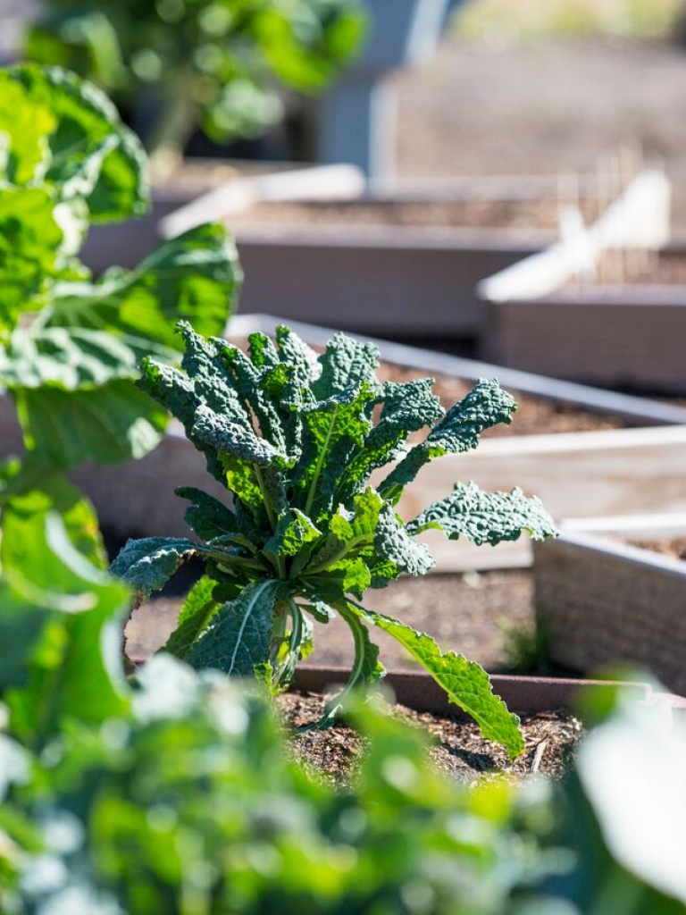 Close-up view of leafy green vegetables growing in raised wooden garden beds. Sunlight illuminates the vibrant plants, with several garden boxes visible in the background and a shallow depth of field creating a soft, blurred effect around the edges.