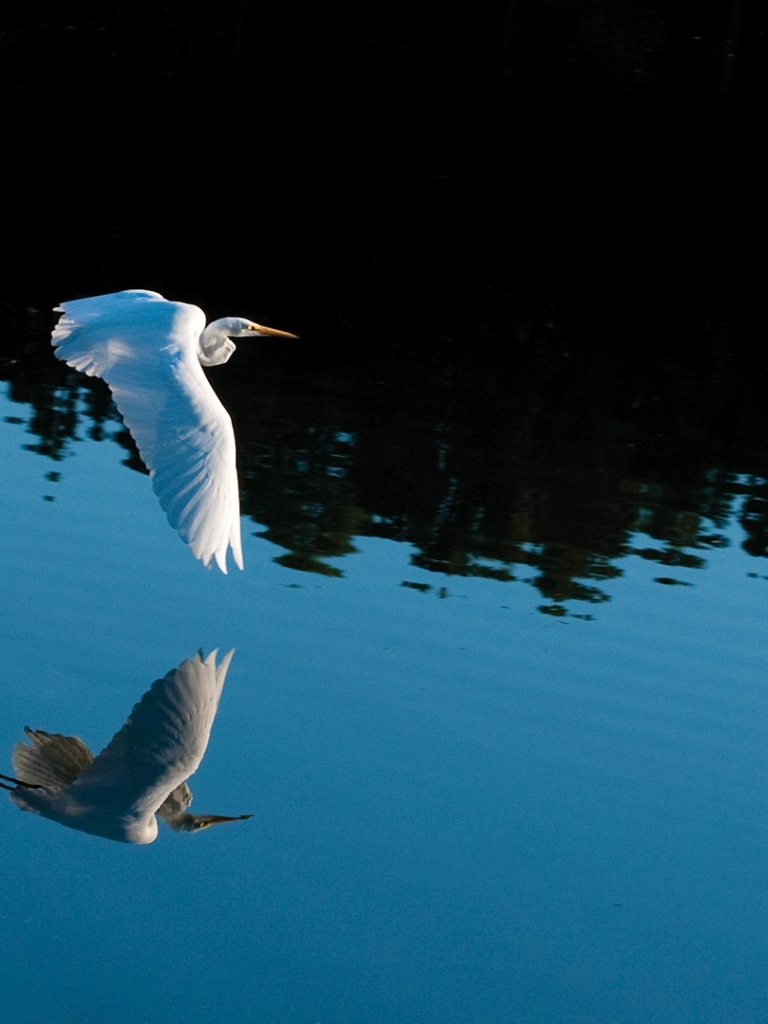 Bird flying over water
