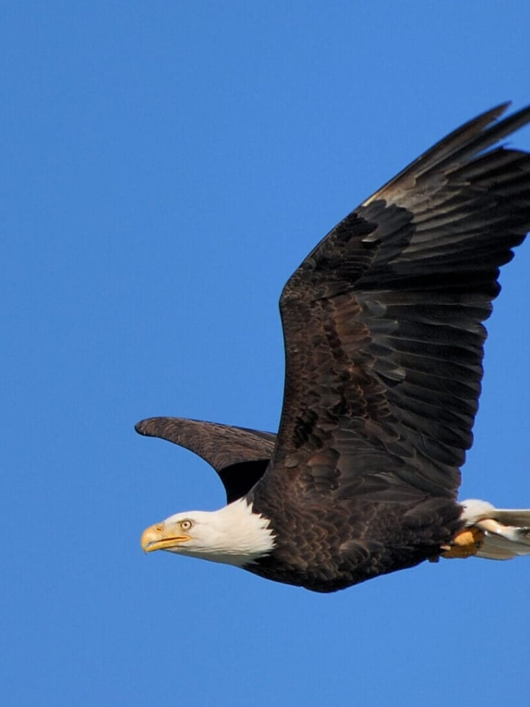 bald-eagle