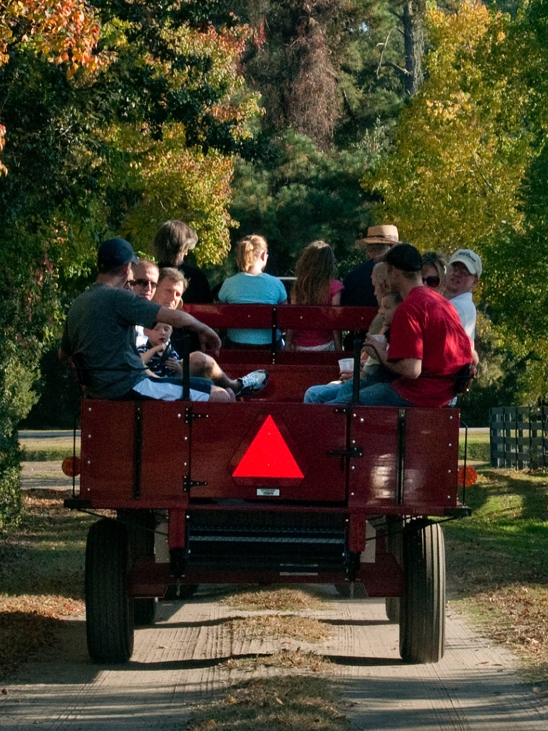 A wagon driving through the Sea Pines Forest Preserve in the fall. 