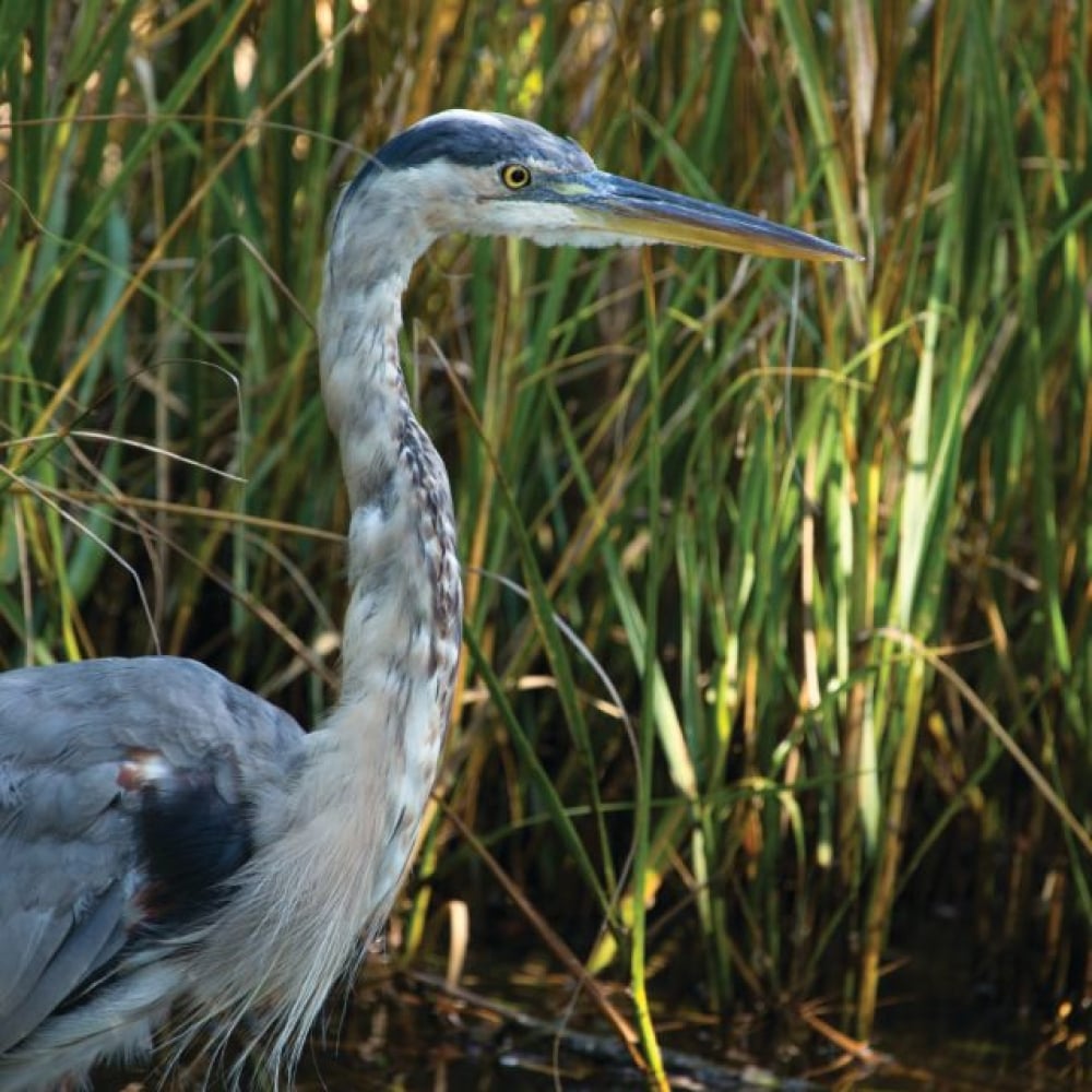Bird in the marsh 