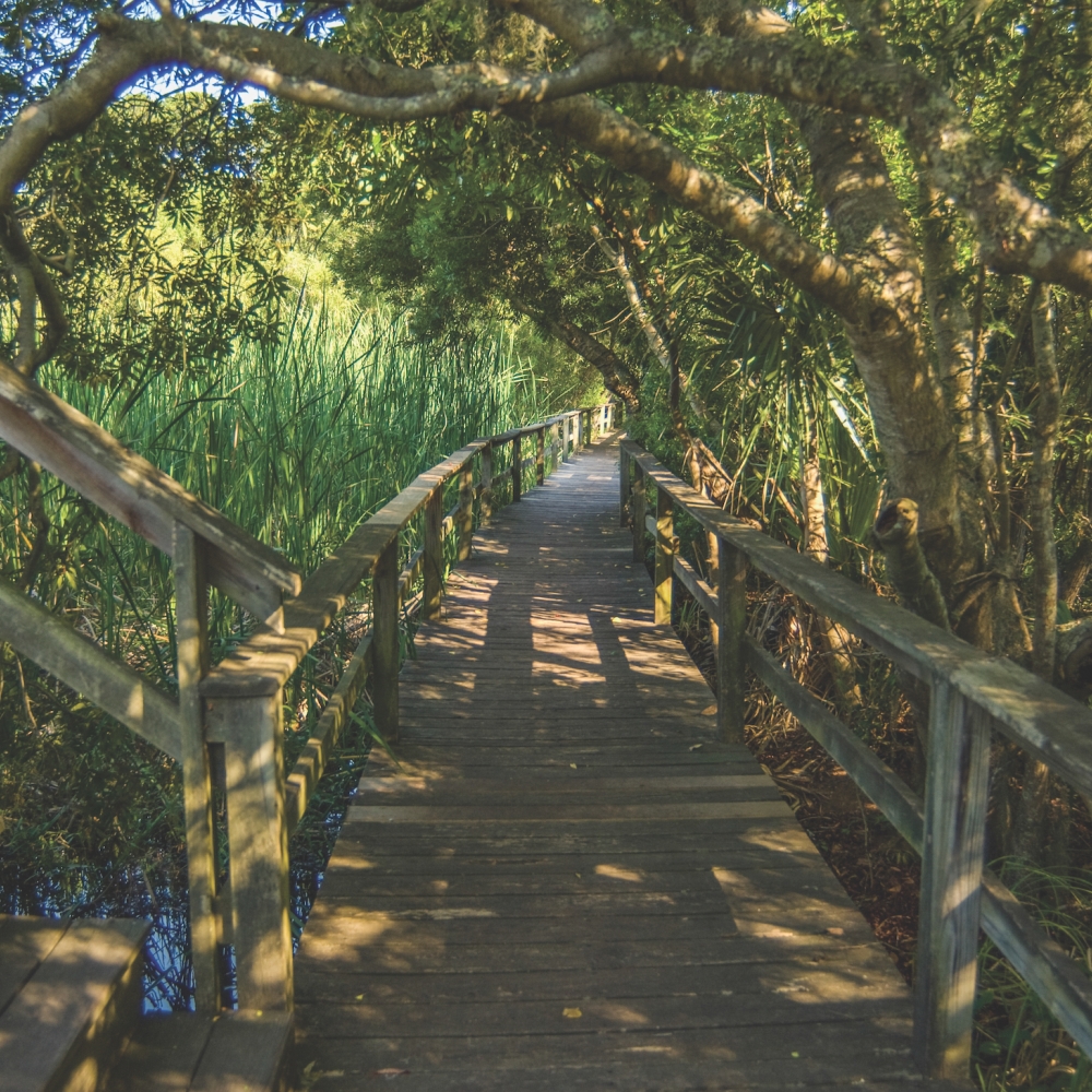 The forest on Hilton Head Island 